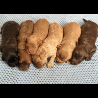 Cavapoo - Both