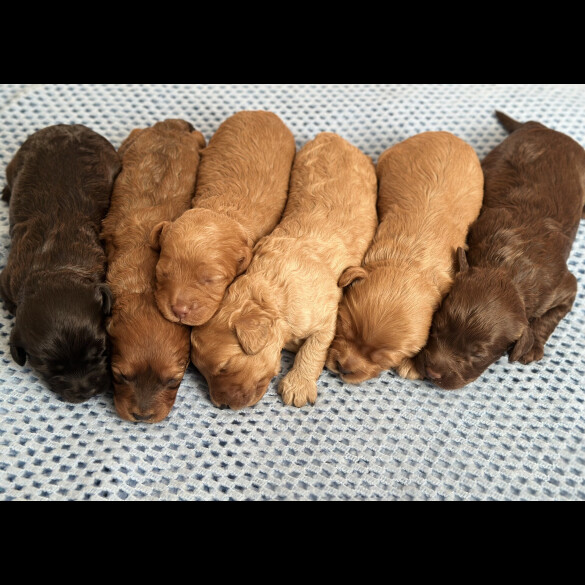 Cavapoo - Both