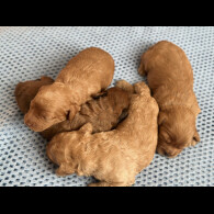 Cavapoo - Both