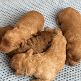 Cavapoo - Both