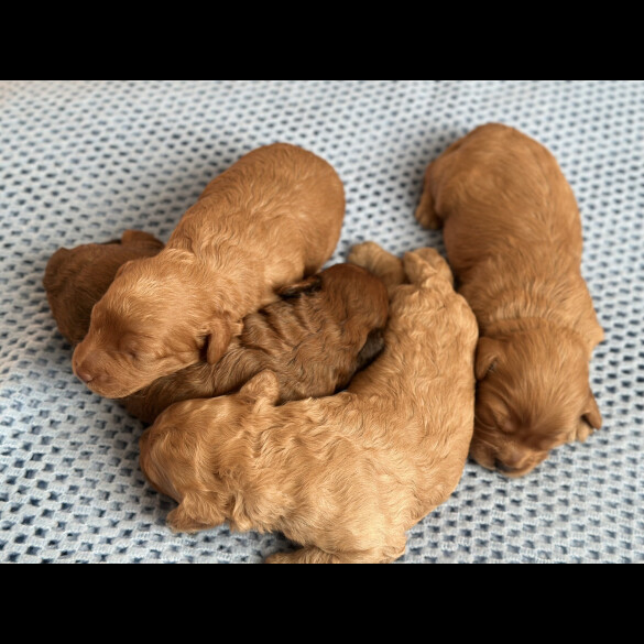 Cavapoo - Both