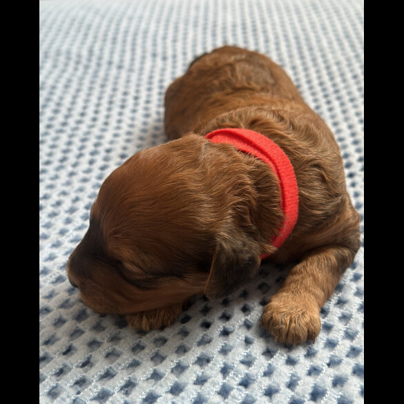 Cavapoo - Both