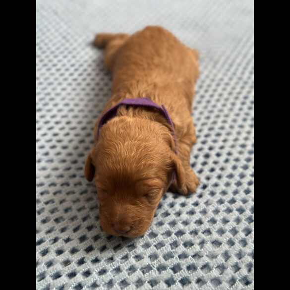 Cavapoo - Both