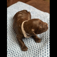 Cavapoo - Both