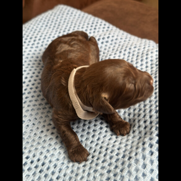 Cavapoo - Both