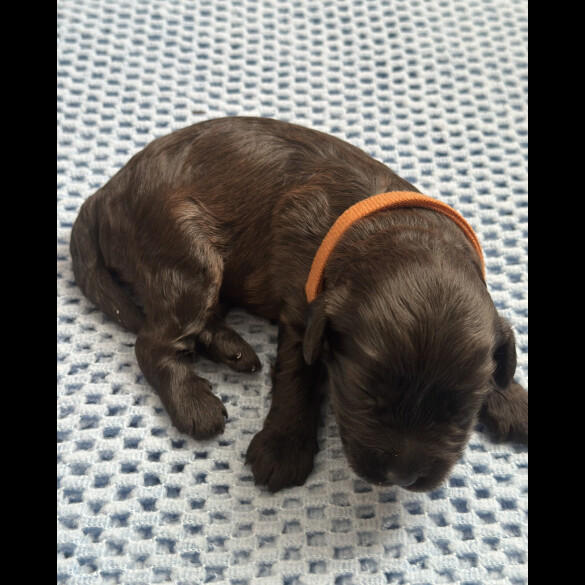 Cavapoo - Both