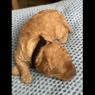Cavapoo - Both