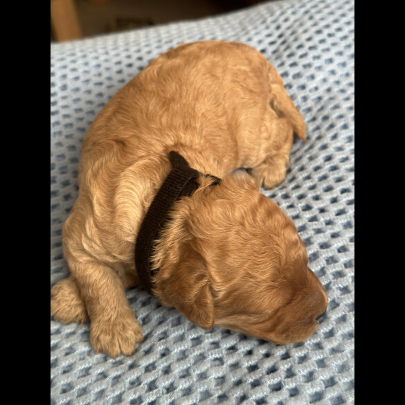 Cavapoo - Both