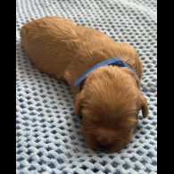 Cavapoo - Both