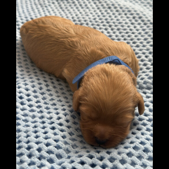Cavapoo - Both