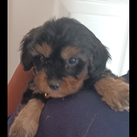 Cavapoo - Both