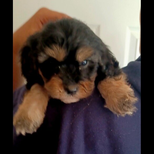 Cavapoo - Both