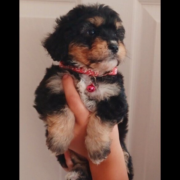 Cavapoo - Both