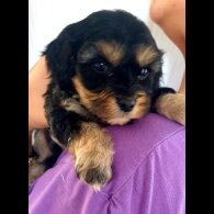 Cavapoo - Both