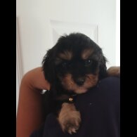 Cavapoo - Both