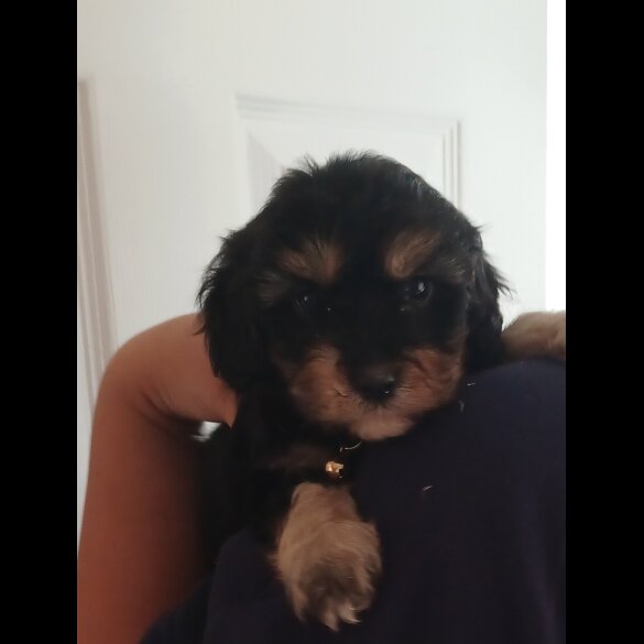 Cavapoo - Both