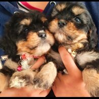 Cavapoo - Both