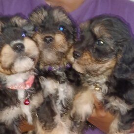 Cavapoo - Both