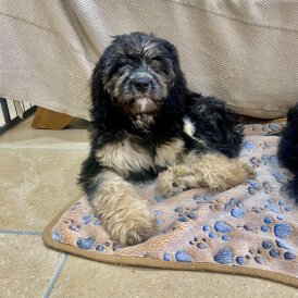 Cavapoo - Both