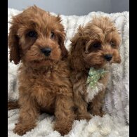 Cavapoo - Both