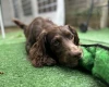 Cocker Spaniel (Show)