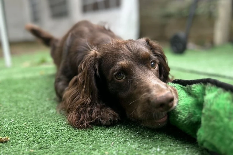 Cocker Spaniel (Show)