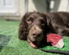 Cocker Spaniel (Show)