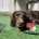 Cocker Spaniel (Show)
