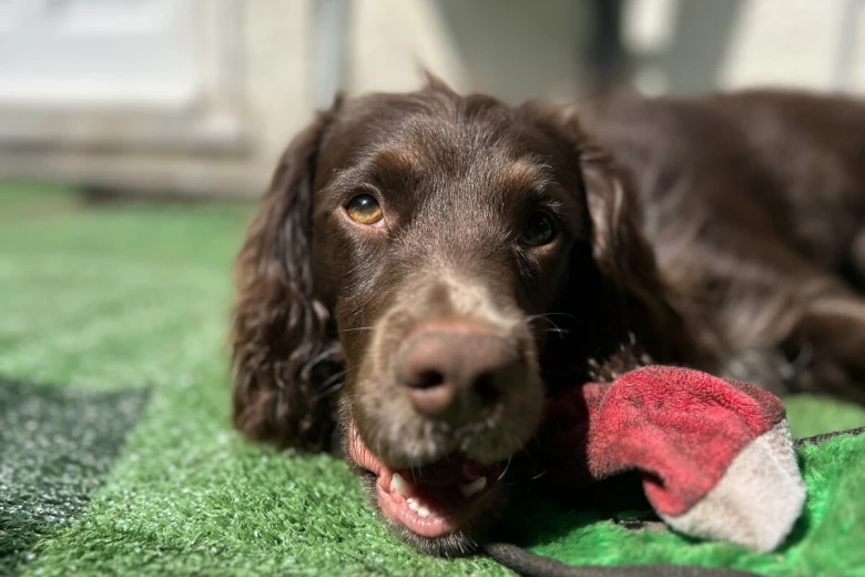 Cocker Spaniel (Show)