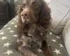 Cocker Spaniel (Show)