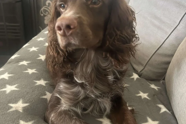 Cocker Spaniel (Show)