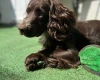 Cocker Spaniel (Show)