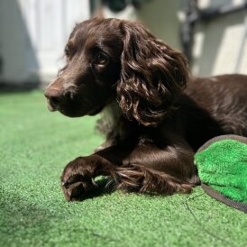 Cocker Spaniel (Working &amp; Show)