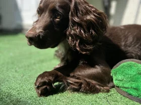 Cocker Spaniel (Show)
