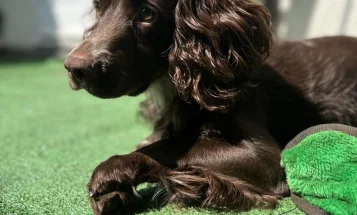 Cocker Spaniel (Show)