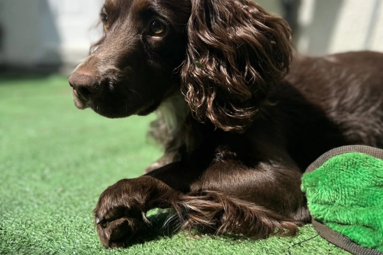 Cocker Spaniel (Show)