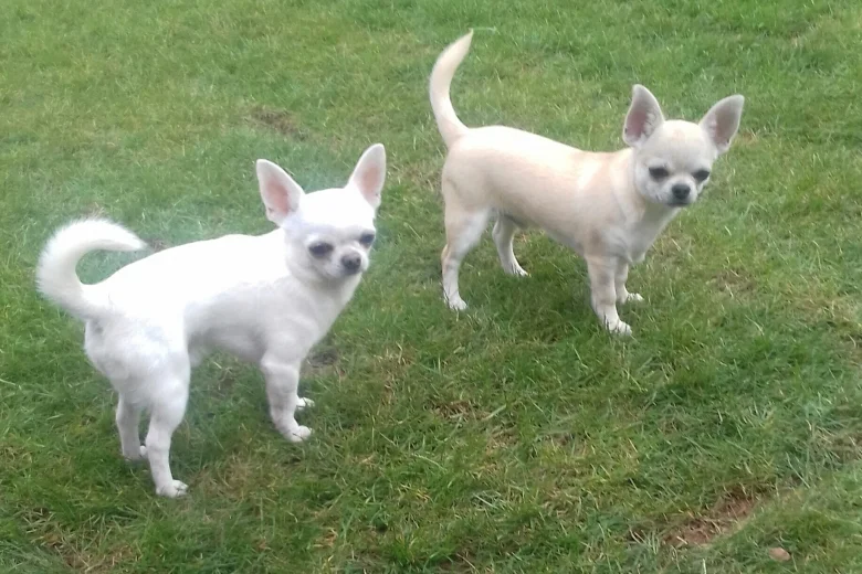 Chihuahua