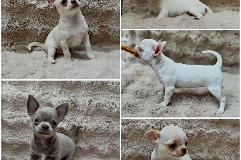 Chihuahua