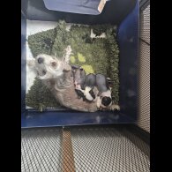 Chinese Crested - Both