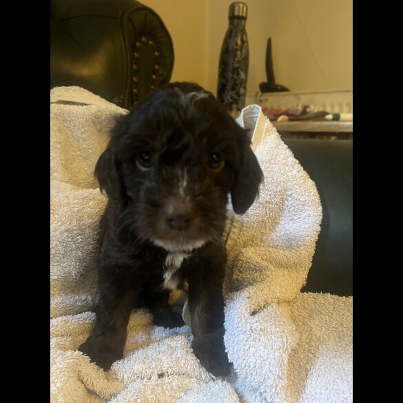 Cockapoo - Both