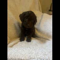 Cockapoo - Both