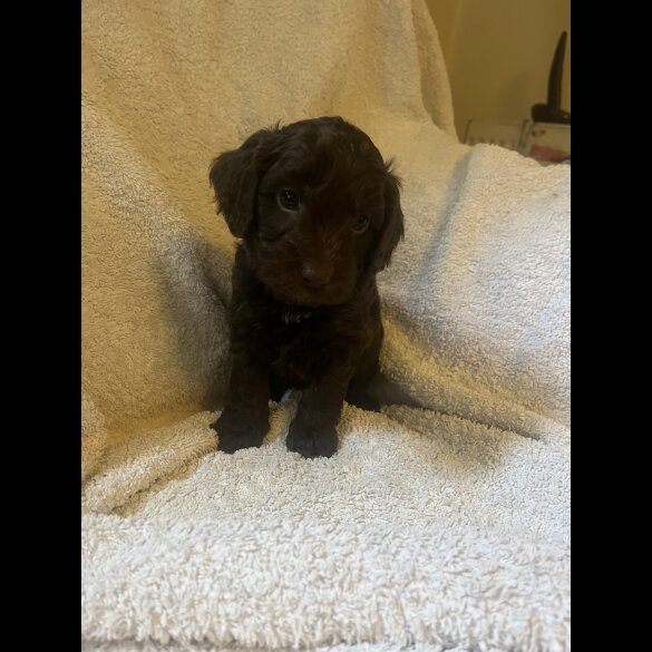 Cockapoo - Both