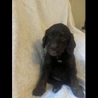 Cockapoo - Both