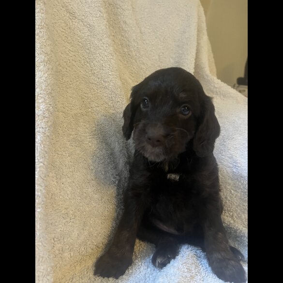 Cockapoo - Both