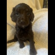 Cockapoo - Both