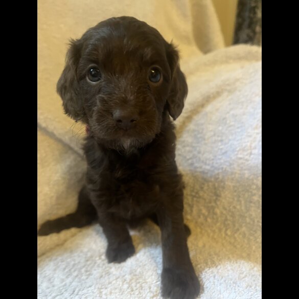 Cockapoo - Both