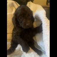 Cockapoo - Both