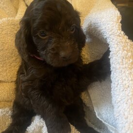 Cockapoo - Both