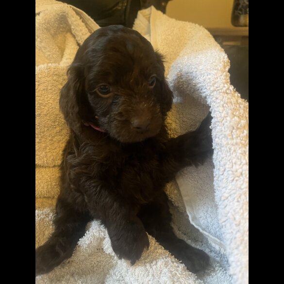 Cockapoo - Both