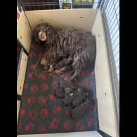 Cockapoo - Both
